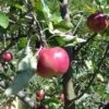 Cosmic Crisp And Melrose Apple Bundle (3 Trees) 2 Cosmic Crisp And Melrose Apple Bundle (3 Trees) -Rain Tree Nursery 0065003a4be2497fbbacb38d275a45b0