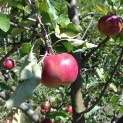 Honeycrisp And Melrose Apple Bundle (3 Trees) -Rain Tree Nursery 0065003a4be2497fbbacb38d275a45b0 bed45099 db98 4e35 ab2b 592ced890ad8