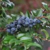 Evergreen Huckleberry 1 Evergreen Huckleberry -Rain Tree Nursery 153933053859725327