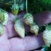White Soul Alpine Strawberry -Rain Tree Nursery 270278300