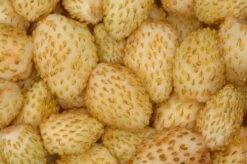 Yellow Wonder Alpine Strawberry
