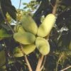 Maria's Joy Paw Paw -Rain Tree Nursery 2714 1