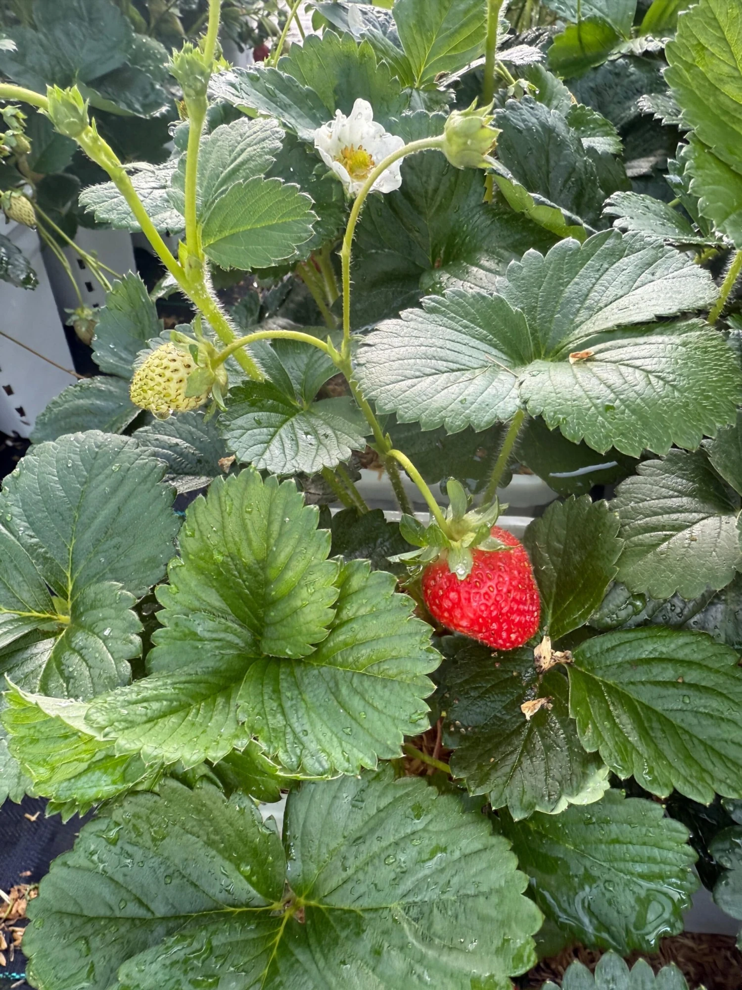 Bushel And Berry® Snowy Belle™ & Rosy Belle Strawberry (Twin Pack) 3 Bushel And Berry® Snowy Belle™ & Rosy Belle Strawberry (Twin Pack)