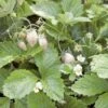 White Solemacher Alpine Strawberry 1 White Solemacher Alpine Strawberry -Rain Tree Nursery 360496280