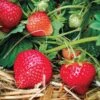 Eclair Strawberry Bundle (2 Packs) -Rain Tree Nursery 39621 PK 20 e84ccaee 9314 4aab a701 89872204a3e9