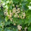 Bar-le-duc White Currant -Rain Tree Nursery 4904