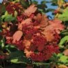 Kalinka™ Highbush Cranberry 2 Kalinka™ Highbush Cranberry -Rain Tree Nursery 5805