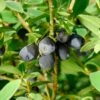 Blue Sea™ Honeyberry 2 Blue Sea™ Honeyberry -Rain Tree Nursery 6265