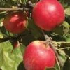 Sansa Apple -Rain Tree Nursery 637 shutterstock image 2 1 1