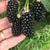 Big Daddy Blackberry Bundle (6-Pack) -Rain Tree Nursery 81NeUsjhclS. AC SX679 1