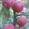 Frequin Rouge Cider Apple -Rain Tree Nursery A325S 160x240 crop center gigapixel low res scale 2 00x 24c00162 a29c 4274 bffd 35c12c410b36