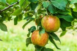 Honeycrisp And Spartan Apple Bundle (3 Trees) -Rain Tree Nursery AdobeStock 352763355.0 scaled 1