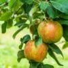 Honeycrisp And Melrose Apple Bundle (3 Trees) -Rain Tree Nursery AdobeStock 352763355.0 scaled 72d0dca4 cac7 4686 b484 3a605e2f0061