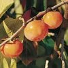 Prairie Dawn® American Persimmon 2 Prairie Dawn® American Persimmon -Rain Tree Nursery American Persimmon