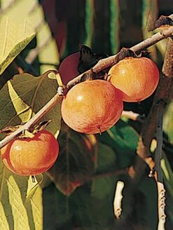 Prairie Dawn® American Persimmon