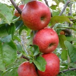 Unbeatable Urban Apple Bundle (3 Trees) 7 Unbeatable Urban Apple Bundle (3 Trees) -Rain Tree Nursery AppleRedWindsor