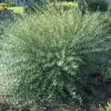 Dwarf Arctic Blue Willow 1 Dwarf Arctic Blue Willow -Rain Tree Nursery Arcticsalix