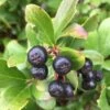 Low Scape Mound® Aronia 1 Low Scape Mound® Aronia -Rain Tree Nursery AroniaLowScapeMound 1