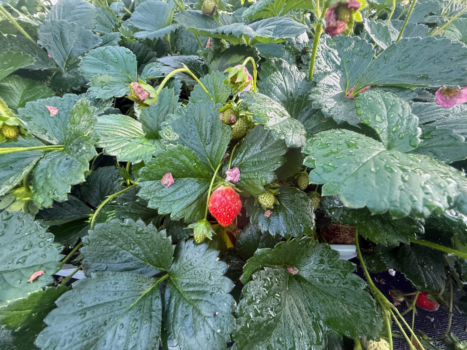 Bushel And Berry® Rosy Belle™ Strawberry 3 Bushel And Berry® Rosy Belle™ Strawberry