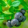 Alpha Hello Darlin™ Blueberry -Rain Tree Nursery Blueberry Hello Darlin foliage