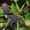 Hardy Chicago Fig -Rain Tree Nursery Chicago Hardy Fig Tree 1000x1000 c