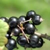 Laxton's Giant Black Currant -Rain Tree Nursery CoronetBlackCurrant 5d1ebfaf 77b6 4c9e 83d2 5aabad5748ce