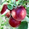 Cosmic Crisp And Spartan Apple Bundle (3 Trees) -Rain Tree Nursery Cosmic Crisp 1b0ccb4f c5d4 4575 88f7 c06c1e505ab7