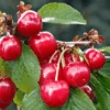 Crimson Passion® Cherry -Rain Tree Nursery CrimsonPassionCherryShrub