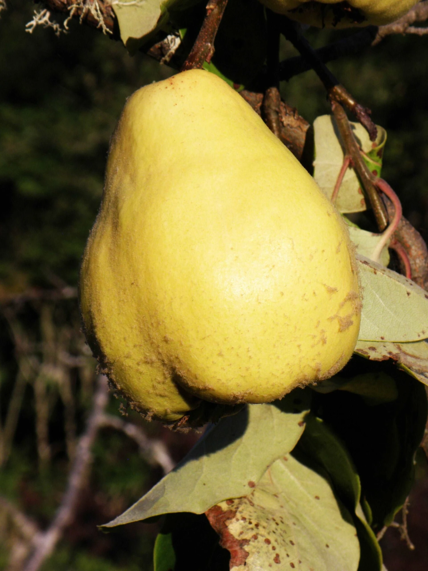 Havran Turkish Quince 3 Havran Turkish Quince