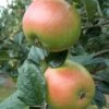 King Edward VII Apple 1 King Edward VII Apple -Rain Tree Nursery Ed V11 1