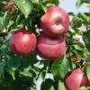 Enterprise Apple -Rain Tree Nursery EnterpriseApple1 1024x1024 22289015 5591 4000 b95f ca64bbd7baac 1