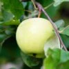 Flower Of Kent Apple -Rain Tree Nursery Flowerofkentapple