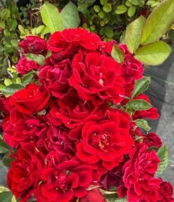 Alpha Rosa Red Sunblaze®