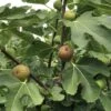 Madeleine Des Deux Saisons Fig -Rain Tree Nursery IMG 0647