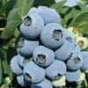 Jewel Blueberry 1 Jewel Blueberry -Rain Tree Nursery JewMF18Full