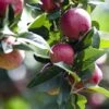 Kingston Black Cider Apple -Rain Tree Nursery KBlack f5d63202 6b5c 4694 90a2 48714b97f902 1