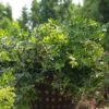 Alpha Bushel And Berry® Midnight Cascade® Blueberry -Rain Tree Nursery MidnightCascade4 1