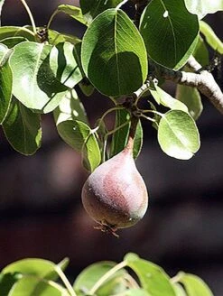 Moonglow Pear -Rain Tree Nursery MoonGlow Pyrus communis leaffruit Jean ccby20