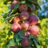 North Pole Columnar Apple -Rain Tree Nursery Northpolevertical 1