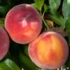 Combination Peach 'Zaiger Pride' (3 Varieties) -Rain Tree Nursery Peach Prunus EvasPride 1024x1024 38ff1114 050d 41e8 8c64 ca9737ab8c49