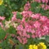 Pokeys Pink Flowering Currant -Rain Tree Nursery Pokeys