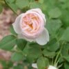 FLAVORETTE PEAR’D® Rose -Rain Tree Nursery RosaFlavorettePeard 1