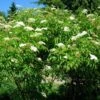 American Elderberry 2 American Elderberry -Rain Tree Nursery Sambucus canadensis