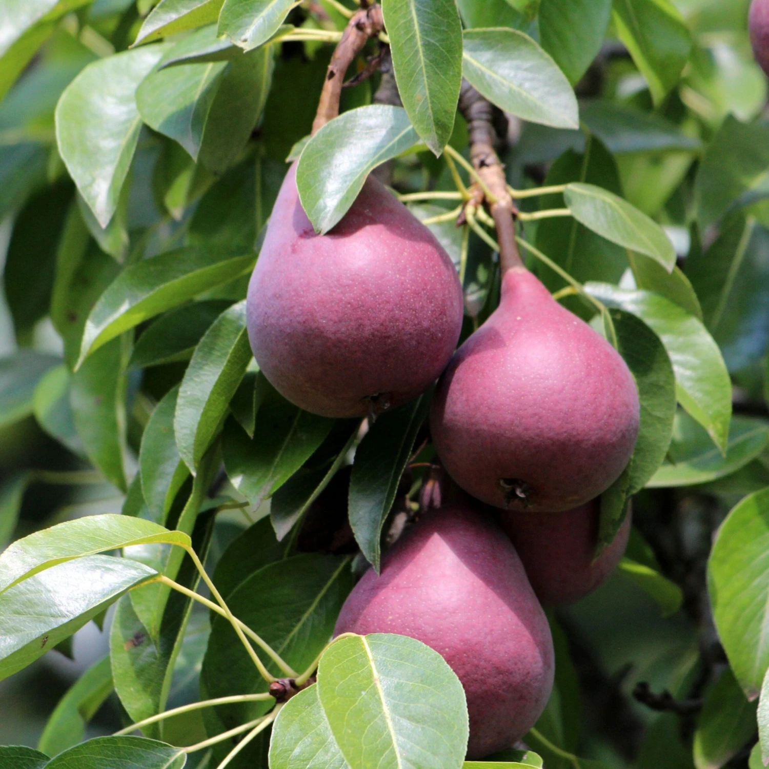 Red Sensation Pear 3 Red Sensation Pear