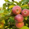 Apple Combo (4 Varieties) -Rain Tree Nursery Shutterstock 1931241200