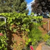 Freyr Trellis Extension By Seattle Urban Farm Company -Rain Tree Nursery Trellisextension