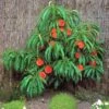 Pix Zee Dwarf Peach - Miniature -Rain Tree Nursery Trixzie Pixzee Peach Tree 54472 zoom 2