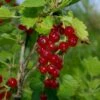 Viking Red Currant 2 Viking Red Currant -Rain Tree Nursery VikingRedCurrant
