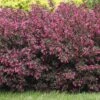 Alpha Wine & Roses® Weigela 2 Alpha Wine & Roses® Weigela -Rain Tree Nursery WeigelaWineRoses1 1080 1080 60
