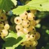 Zitavia Currant -Rain Tree Nursery White Currants Best Varieties Growing Guide Care Problems and Harvest FI